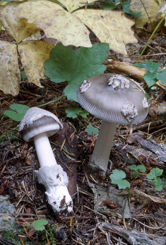 Amanita constricta group